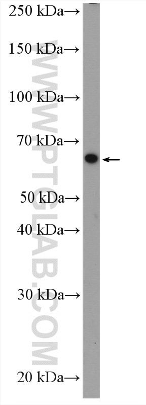 Western Blot (WB) analysis of HepG2 cells using LIPC Polyclonal antibody (21133-1-AP)