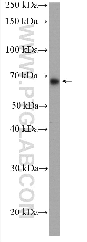 Western Blot (WB) analysis of mouse liver tissue using LIPC Polyclonal antibody (21133-1-AP)