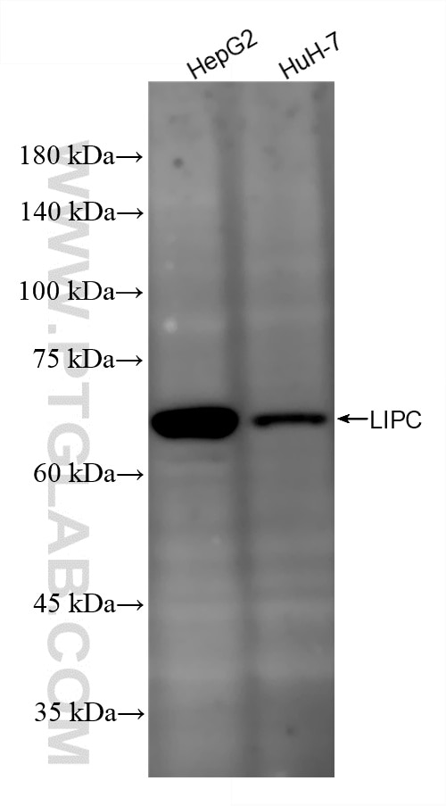 Western Blot (WB) analysis of various lysates using LIPC Recombinant monoclonal antibody (87243-1-RR)