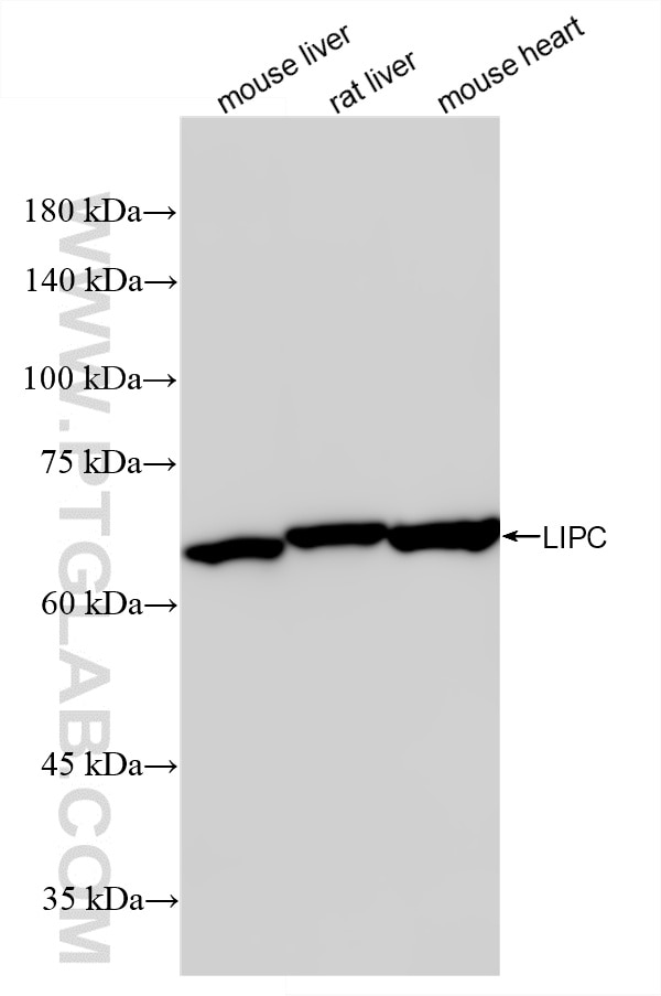 Western Blot (WB) analysis of various lysates using LIPC Recombinant monoclonal antibody (87243-1-RR)