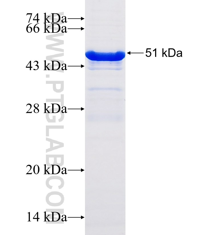 LIPC fusion protein Ag15538 SDS-PAGE