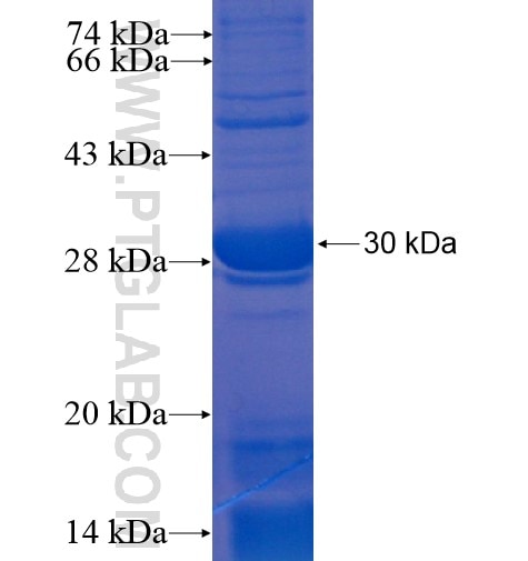 LIPC fusion protein Ag15951 SDS-PAGE
