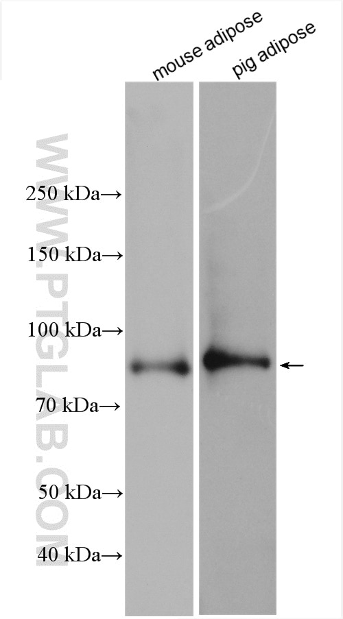 Western Blot (WB) analysis of various lysates using HSL Polyclonal antibody (17333-1-AP)