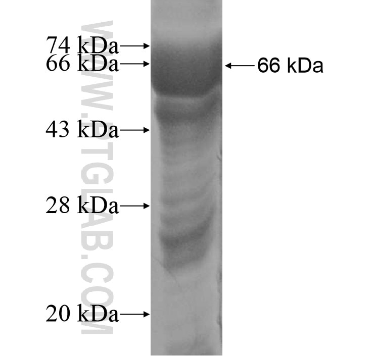 LIPE fusion protein Ag11360 SDS-PAGE