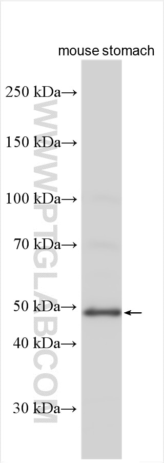 Western Blot (WB) analysis of various lysates using LIPF Polyclonal antibody (25889-1-AP)