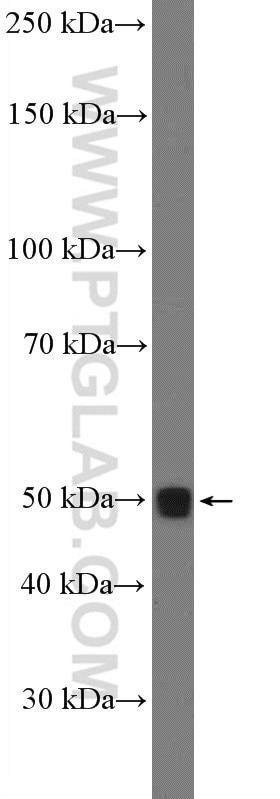Western Blot (WB) analysis of MKN-45 cells using LIPF Polyclonal antibody (25889-1-AP)