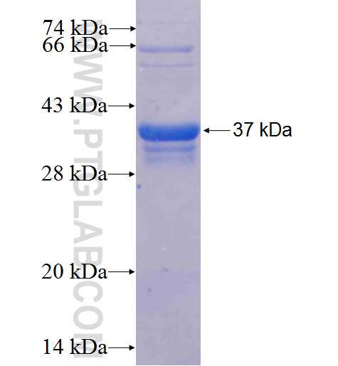 LIPF fusion protein Ag23149 SDS-PAGE