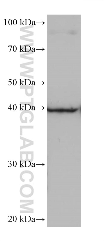 Western Blot (WB) analysis of HepG2 cells using LIPG Monoclonal antibody (67434-1-Ig)