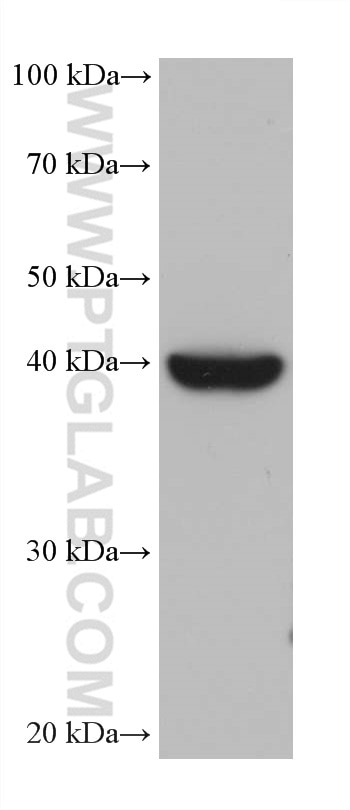 Western Blot (WB) analysis of HaCaT cells using LIPG Monoclonal antibody (67434-1-Ig)