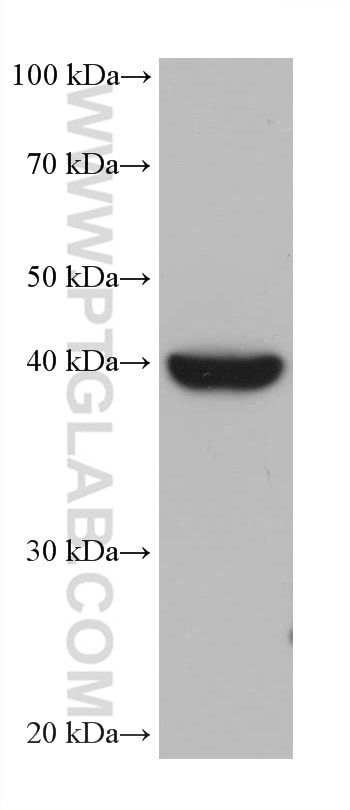 WB analysis of HaCaT using 67434-1-Ig