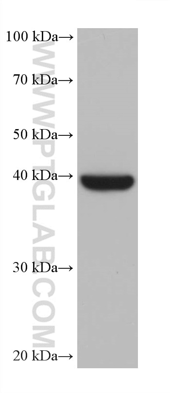 Western Blot (WB) analysis of HT-29 cells using LIPG Monoclonal antibody (67434-1-Ig)