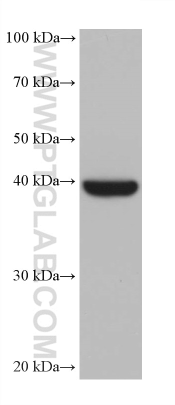 WB analysis of HT-29 using 67434-1-Ig