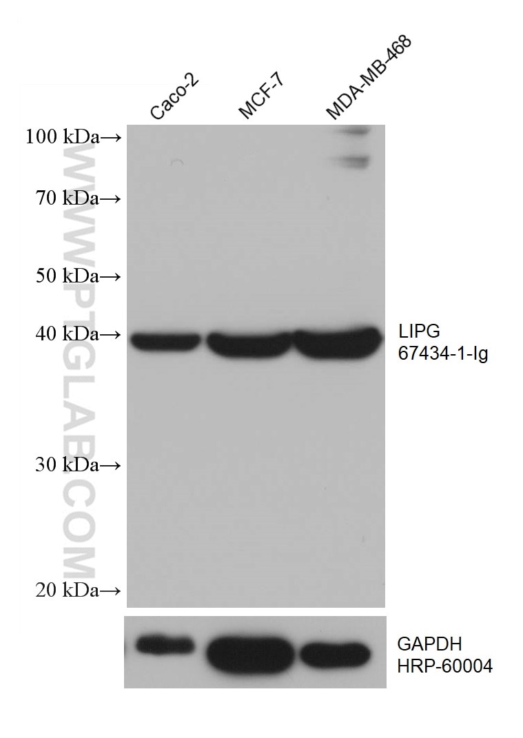 WB analysis using 67434-1-Ig