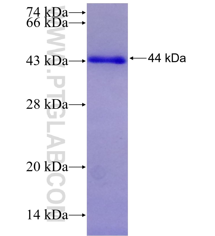 LIPG fusion protein Ag29482 SDS-PAGE