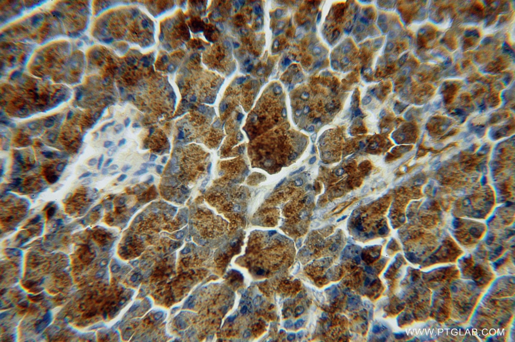 Immunohistochemistry (IHC) staining of human pancreas tissue using LIPH Polyclonal antibody (16602-1-AP)