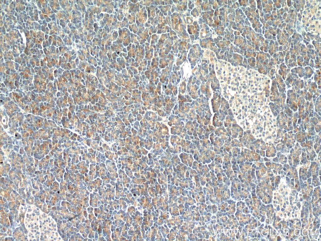 Immunohistochemistry (IHC) staining of human pancreas tissue using LIPH Monoclonal antibody (66303-1-Ig)