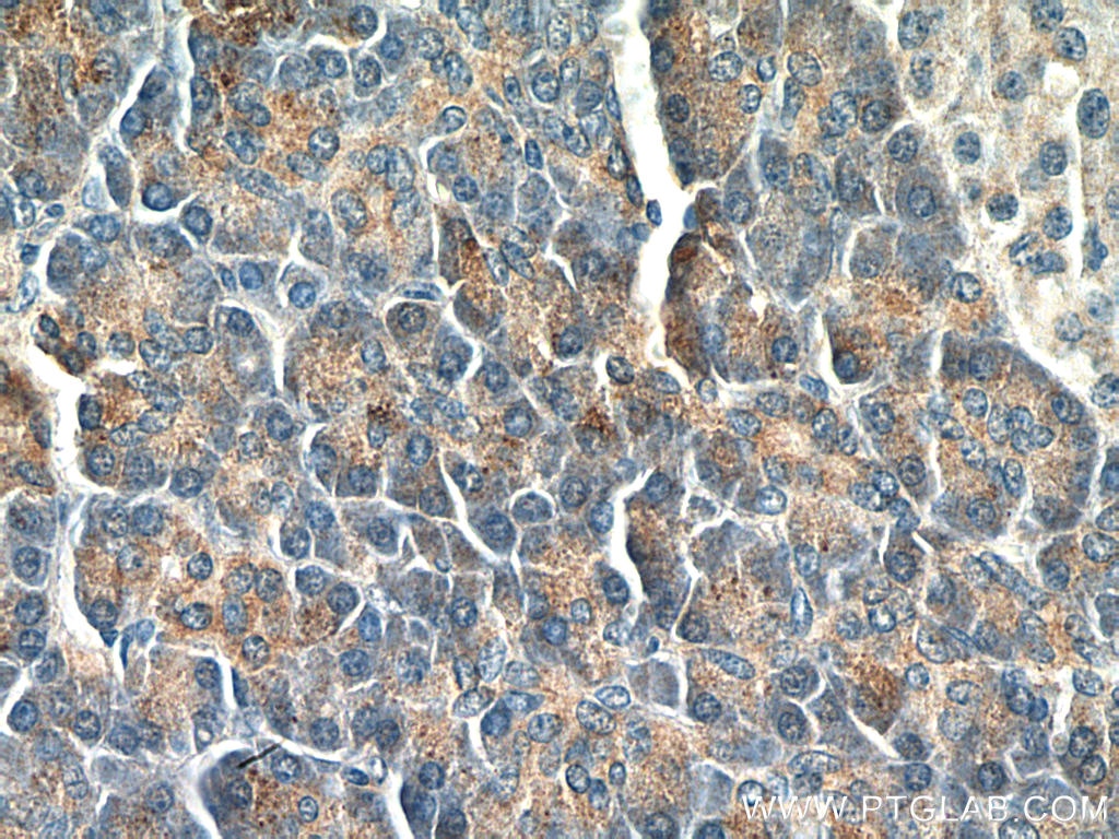 Immunohistochemistry (IHC) staining of human pancreas tissue using LIPH Monoclonal antibody (66303-1-Ig)