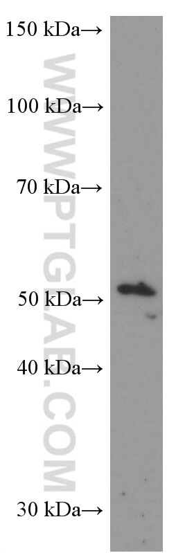 Western Blot (WB) analysis of BxPC-3 cells using LIPH Monoclonal antibody (66303-1-Ig)