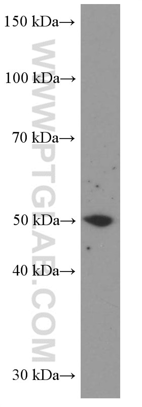 Western Blot (WB) analysis of COLO 320 cells using LIPH Monoclonal antibody (66303-1-Ig)