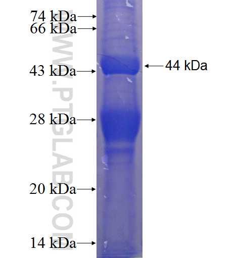LIPH fusion protein Ag24009 SDS-PAGE