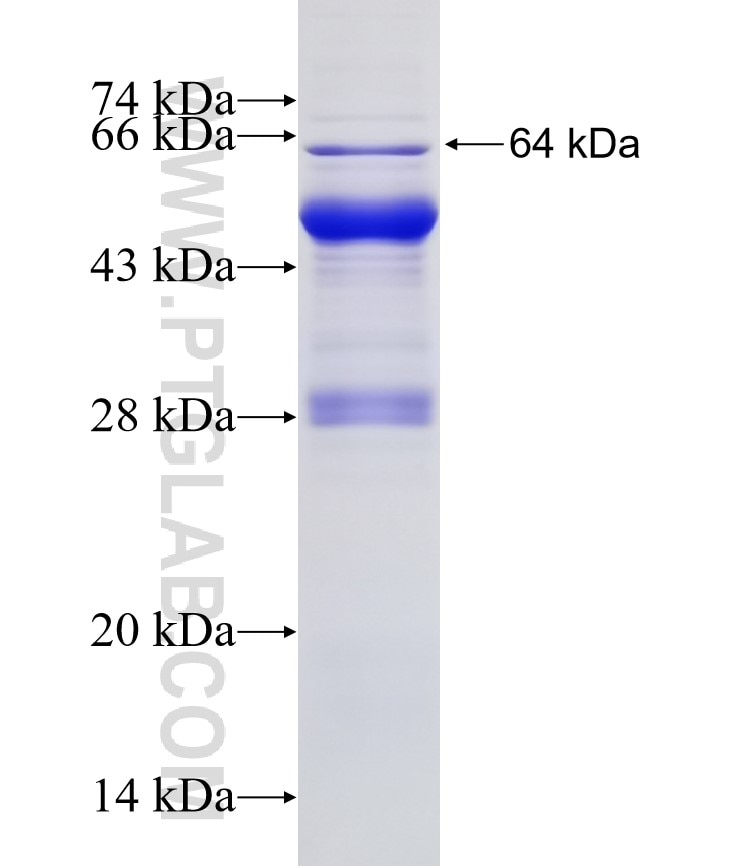 LIPH fusion protein Ag9775 SDS-PAGE