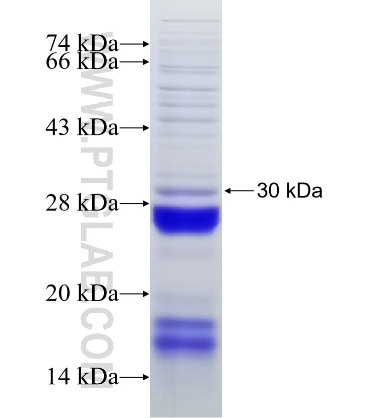 LIPI fusion protein Ag19024 SDS-PAGE