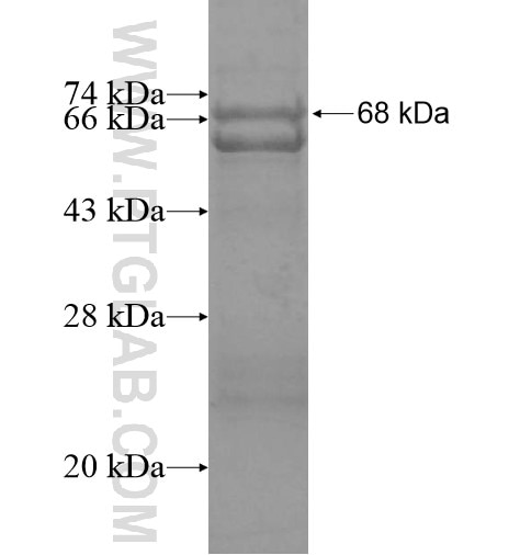LIPJ fusion protein Ag15545 SDS-PAGE