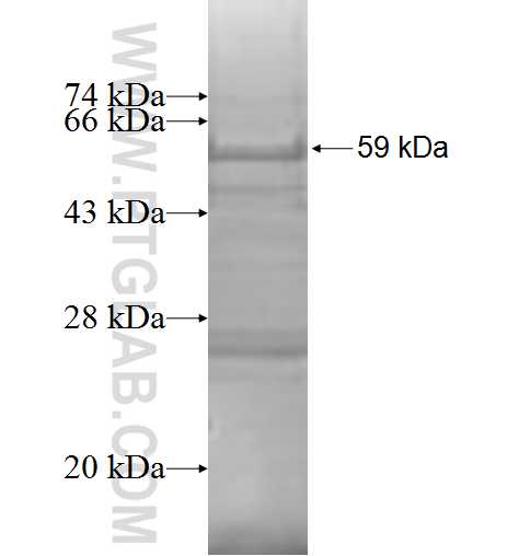 LIPT1 fusion protein Ag8774 SDS-PAGE