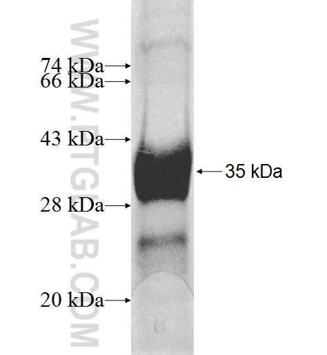 LIPT1 fusion protein Ag8825 SDS-PAGE