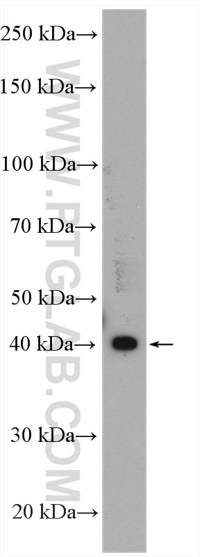 Western Blot (WB) analysis of mouse brain tissue using LIS1 Polyclonal antibody (20678-1-AP)