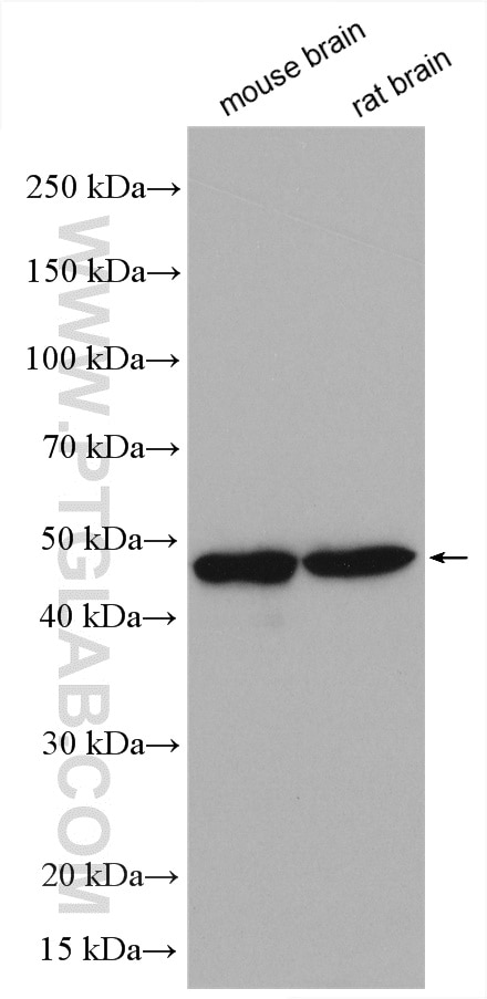 Western Blot (WB) analysis of various lysates using LIS1 Polyclonal antibody (20678-1-AP)