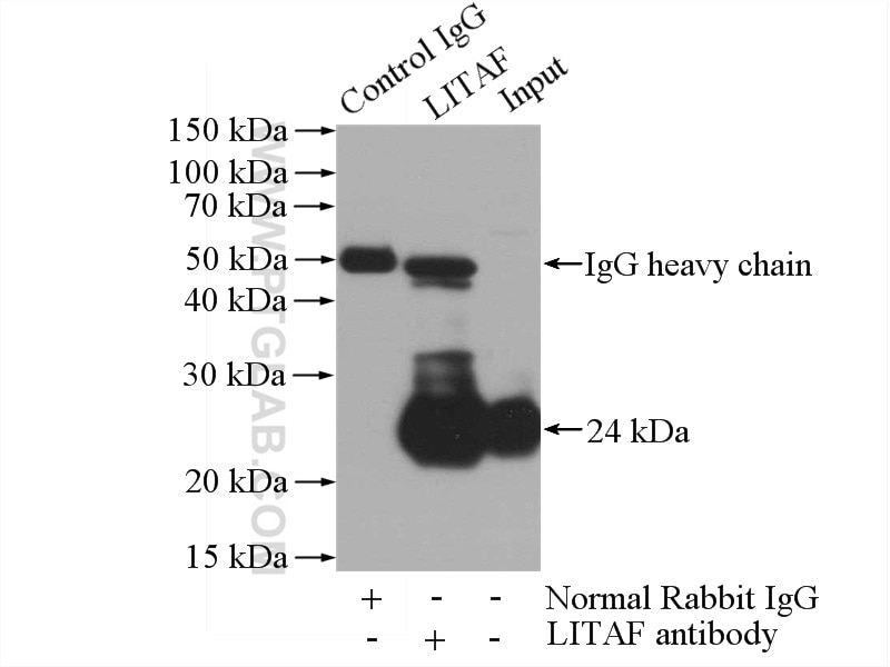 Immunoprecipitation (IP) experiment of HeLa cells using LITAF Polyclonal antibody (16797-1-AP)