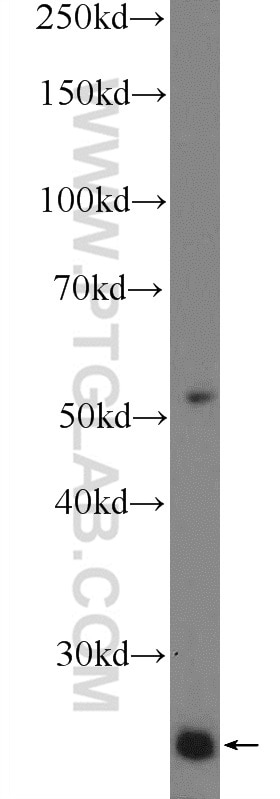 Western Blot (WB) analysis of HeLa cells using LITAF Polyclonal antibody (16797-1-AP)
