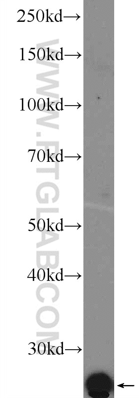 WB analysis of HepG2 using 16797-1-AP