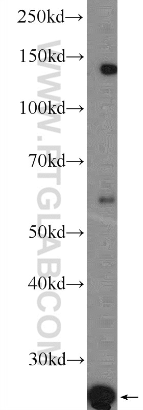 Western Blot (WB) analysis of HepG2 cells using LITAF Polyclonal antibody (16797-1-AP)