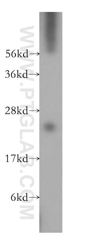 Western Blot (WB) analysis of HepG2 cells using LITAF Polyclonal antibody (16797-1-AP)