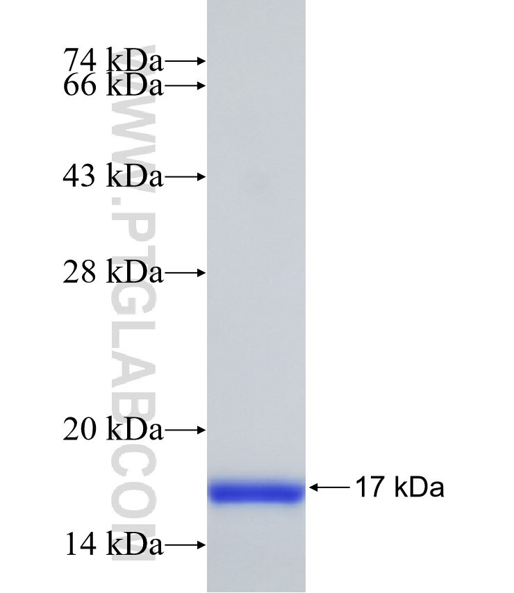 LIX1 fusion protein Ag31308 SDS-PAGE