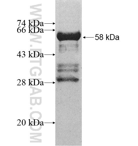 LIX1 fusion protein Ag10599 SDS-PAGE