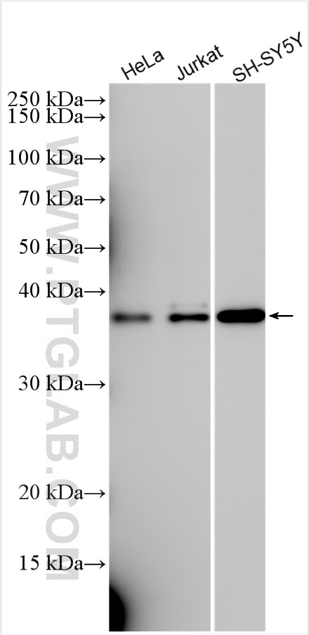 Western Blot (WB) analysis of various lysates using LIX1L Polyclonal antibody (25557-1-AP)