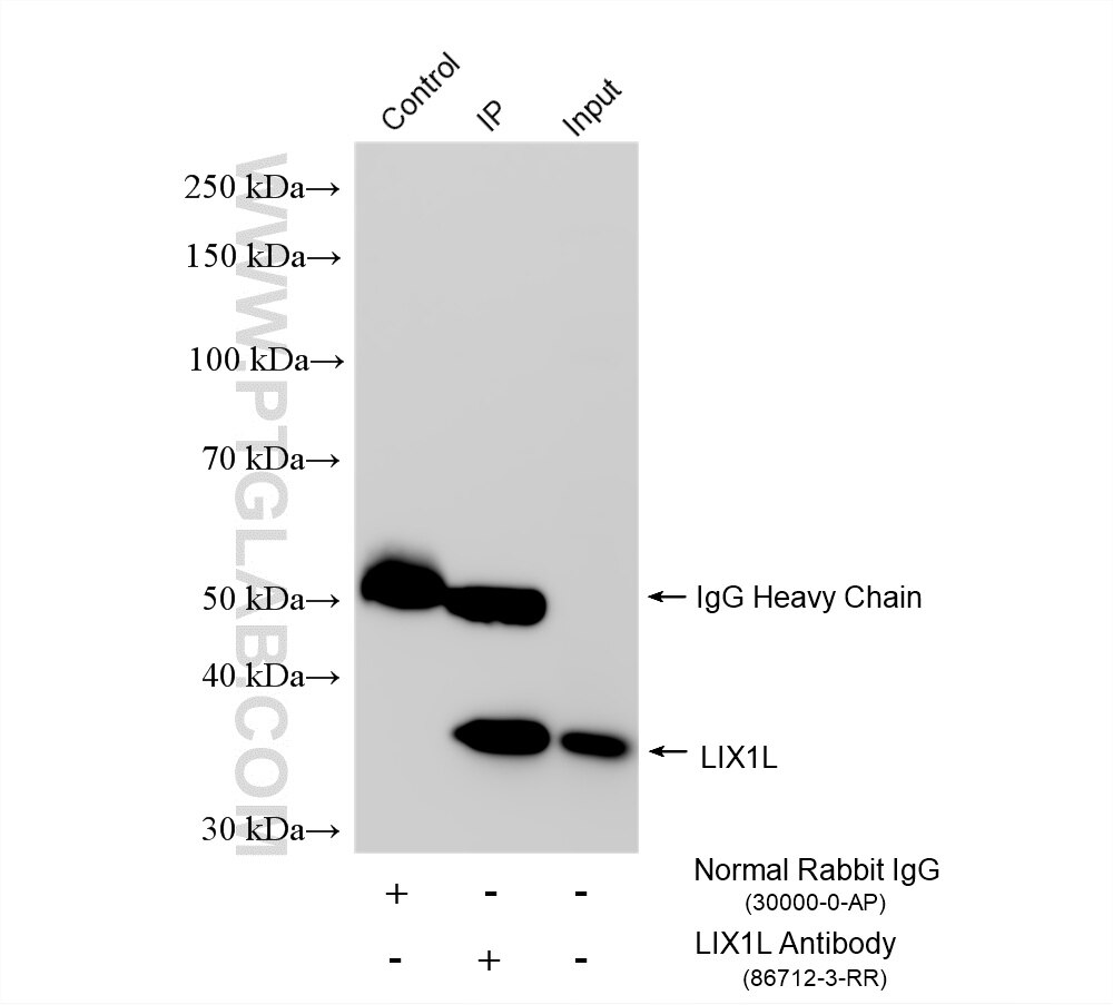 Immunoprecipitation (IP) experiment of Jurkat cells using LIX1L Recombinant monoclonal antibody (86712-3-RR)