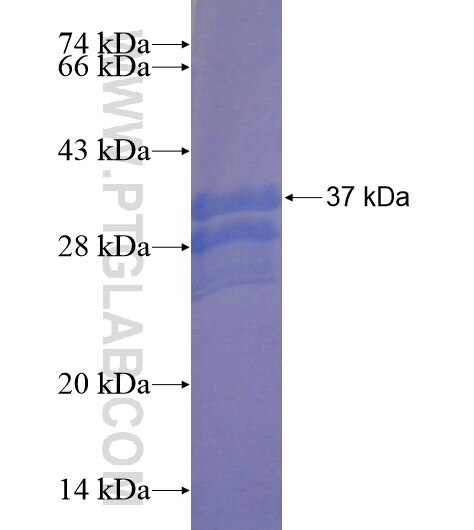 LIX1L fusion protein Ag22209 SDS-PAGE