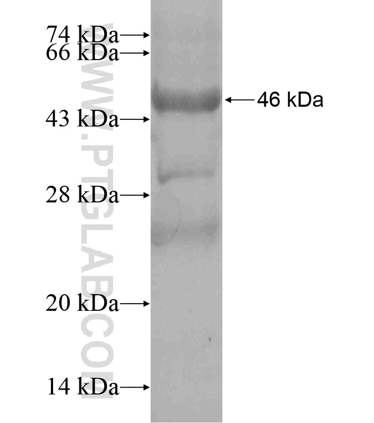 LLGL1 fusion protein Ag18057 SDS-PAGE