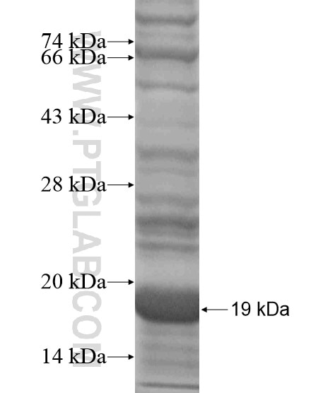 LLGL1 fusion protein Ag19066 SDS-PAGE