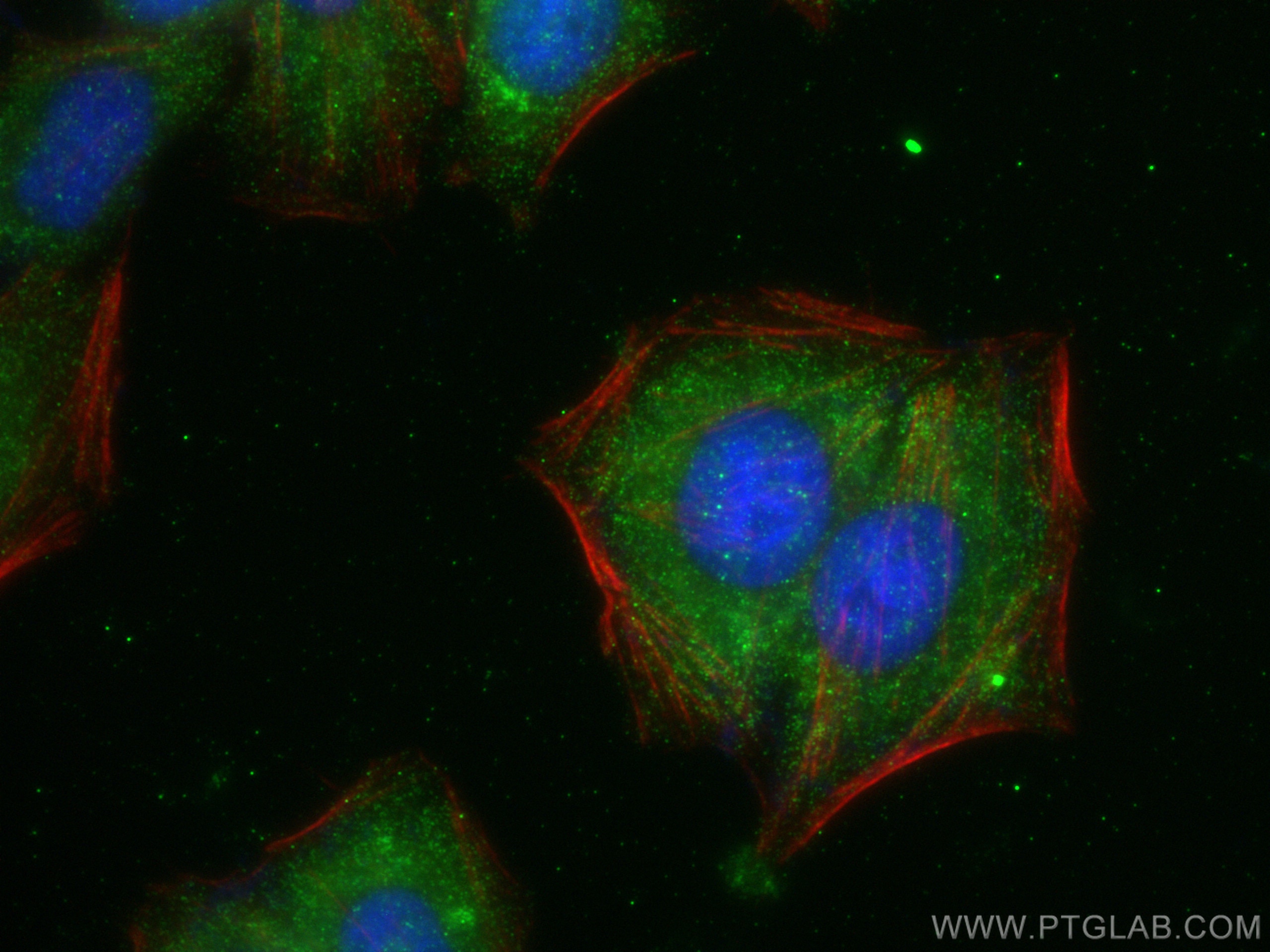 Immunofluorescence (IF) / fluorescent staining of HepG2 cells using LLGL2 Polyclonal antibody (15993-1-AP)