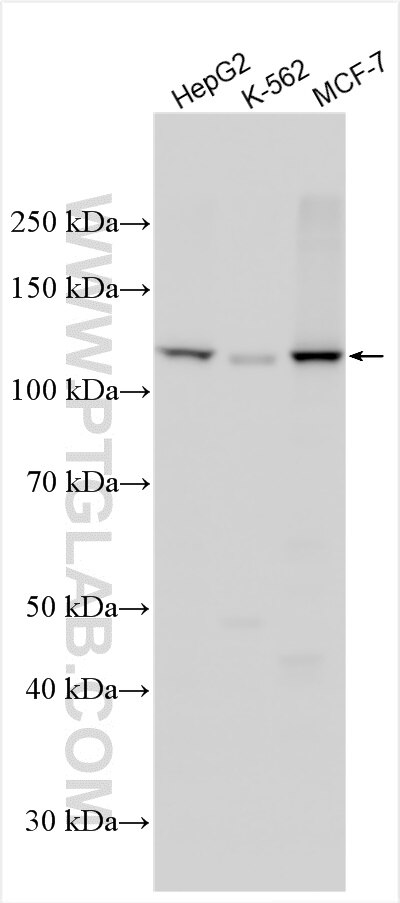 Western Blot (WB) analysis of various lysates using LLGL2 Polyclonal antibody (15993-1-AP)