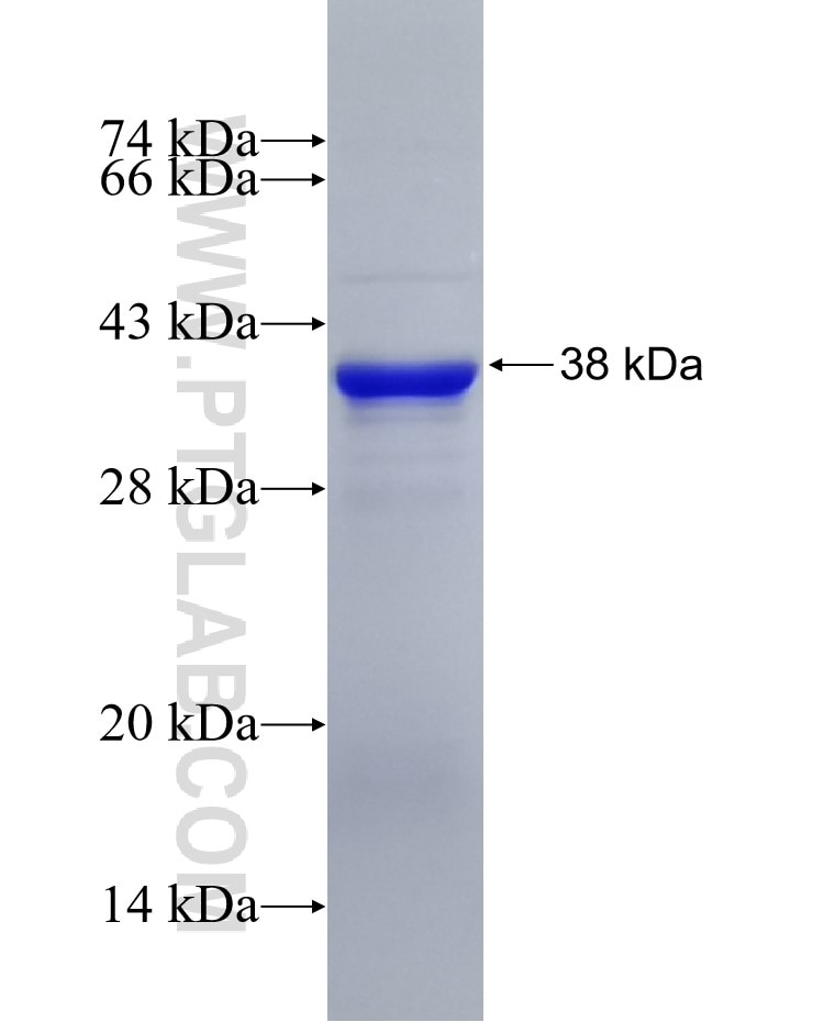 LLGL2 fusion protein Ag6314 SDS-PAGE