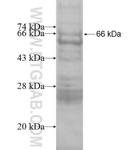 LLGL2 fusion protein Ag8867 SDS-PAGE