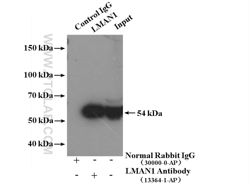 Immunoprecipitation (IP) experiment of HepG2 cells using ERGIC-53 Polyclonal antibody (13364-1-AP)