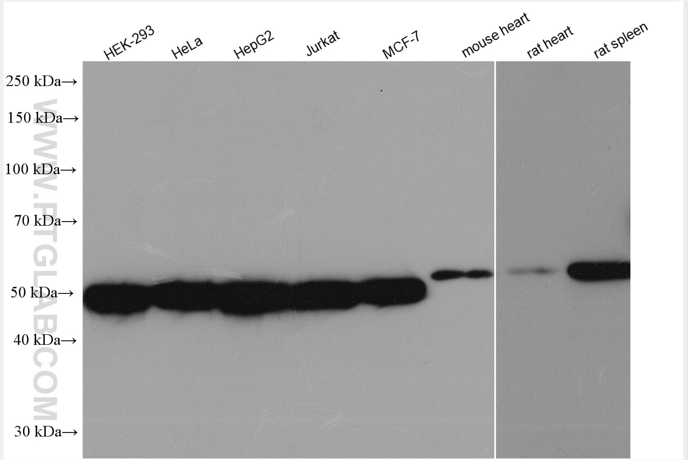 Western Blot (WB) analysis of various lysates using ERGIC-53 Polyclonal antibody (13364-1-AP)