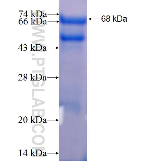 LMAN1 fusion protein Ag4183 SDS-PAGE
